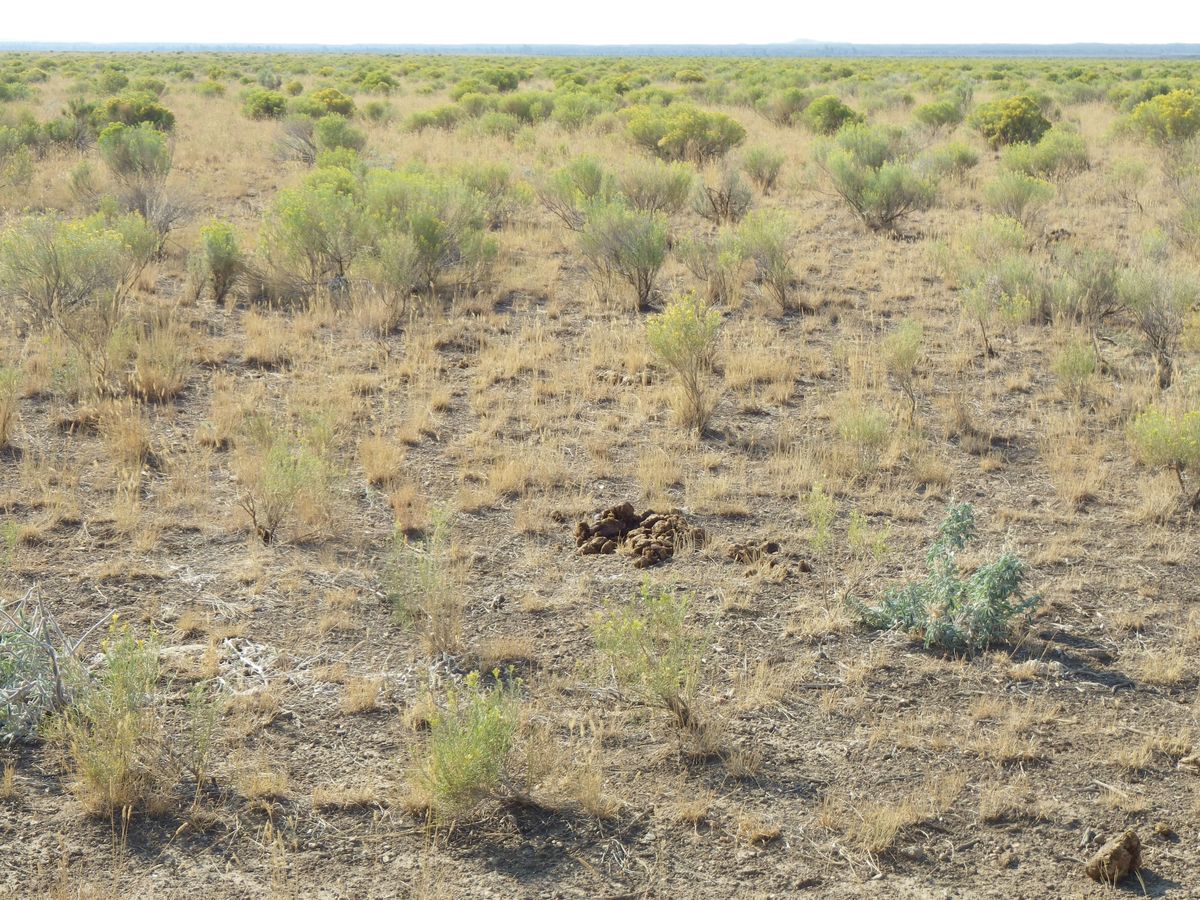 Idaho sagebrush steppe landscape near Arco