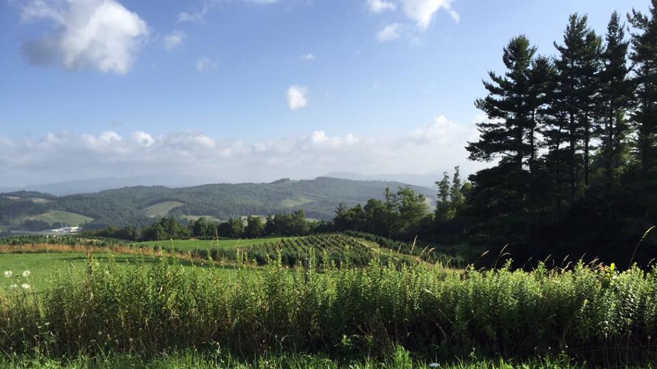 Blue Ridge Mountains, North Carolina — forested ridgeline